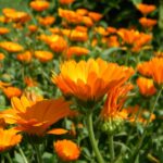 calendula, flower, bloom-933760.jpg