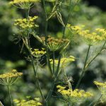 fennel, plant, flower-3964473.jpg