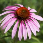 flower, coneflower, beautiful flowers-7328336.jpg