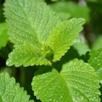 lemon, balm, herb-267512.jpg