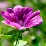 malva-mauritiana