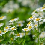 motherwort, blossoms, tanacetum parthenium-5282645.jpg