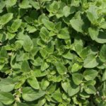 oregano, herbs, cook-321754.jpg