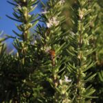 rosemary, herbs, beautiful flowers-1053409.jpg