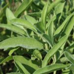 sage, sage leaf, health-939368.jpg