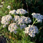 yarrow, medicinal herbs, flora-3699609.jpg